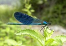 Calopteryx splendens ©  S. Beshkov